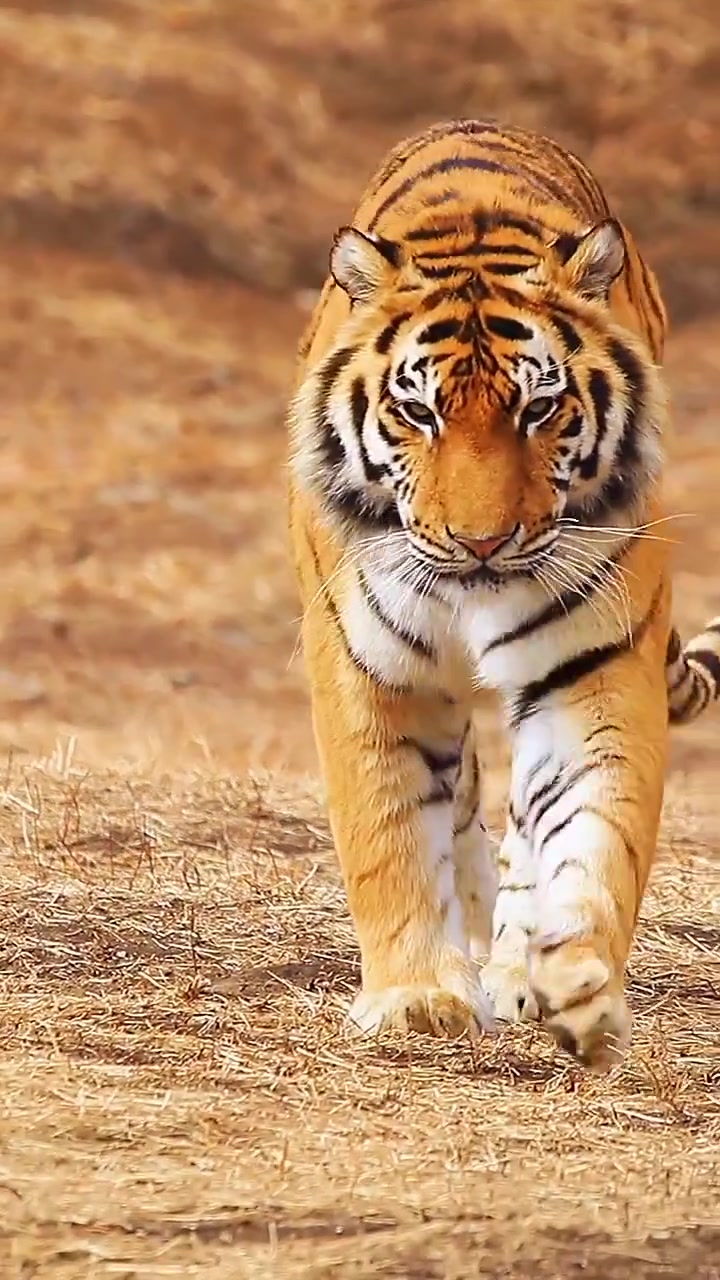 猛虎下山 赶走新冠.东北虎 野生动物摄影 老虎-度小视