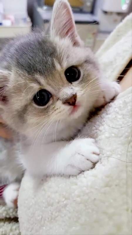 可爱的小猫咪|猫咪的迷惑行为|我和猫咪的日常生活(3)-度小视