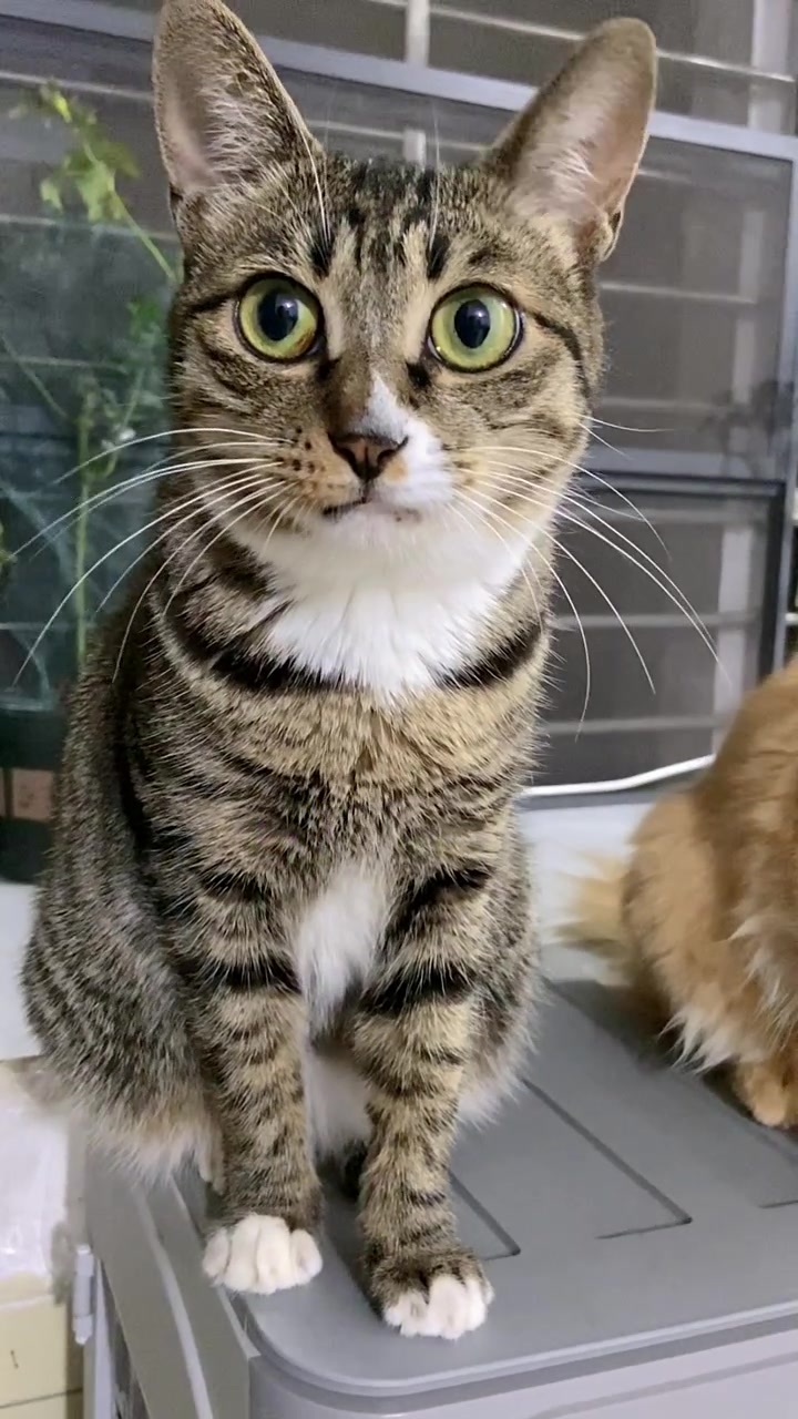 会说话的猫咪,这次终于好好说出了名字 #猫咪-度小视