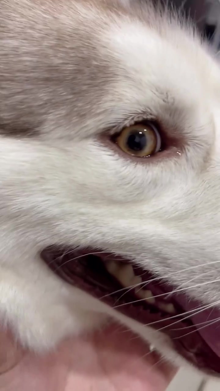 离家七天 哈太狼回家竟然委屈到流泪了……哈士奇