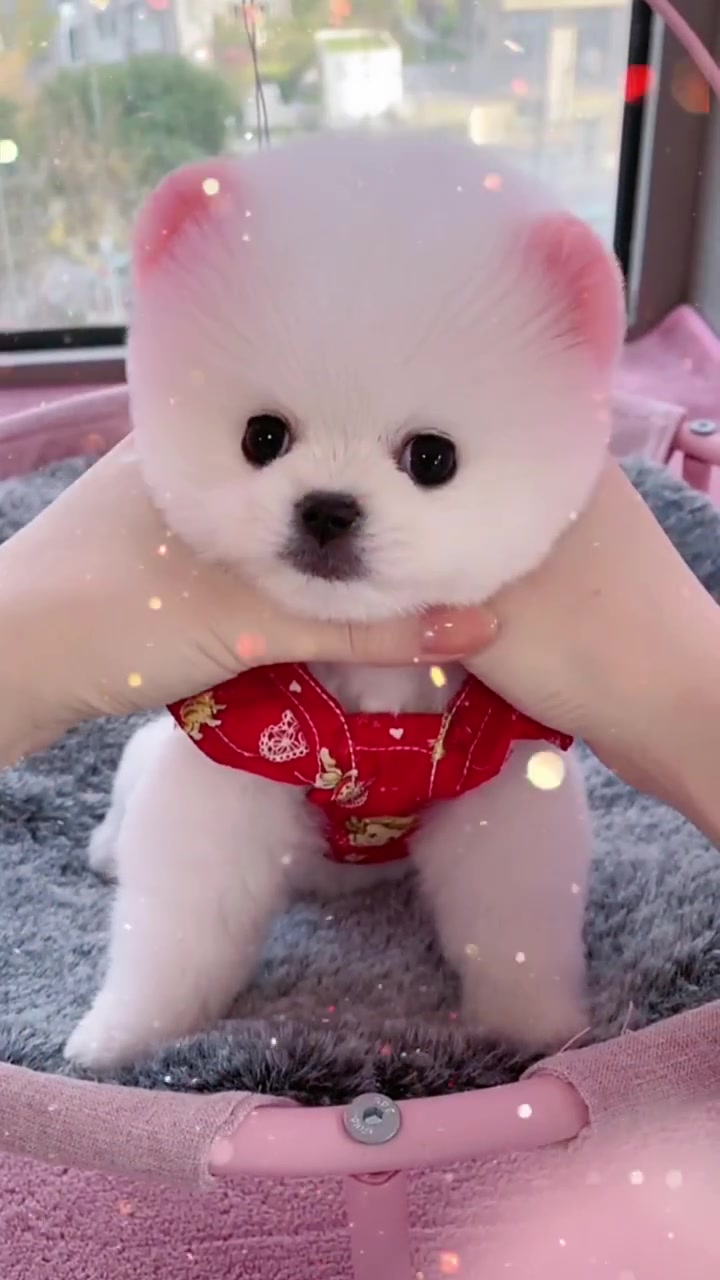 最萌不过茶杯犬 茶杯犬 萌宠驾到