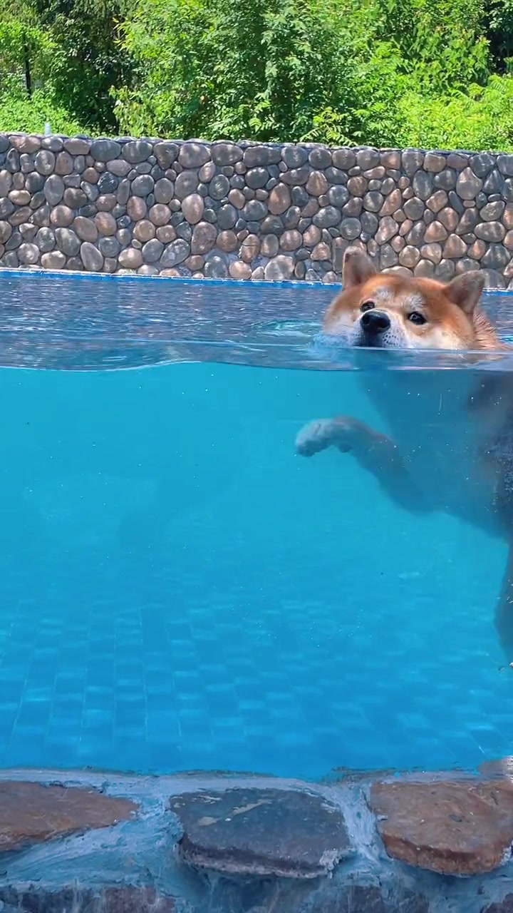 一生要强的狗子柴犬狗狗游泳夏天该有的样子