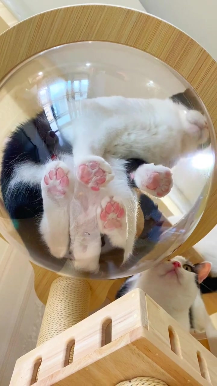 粉爪爪一览无余奶牛猫猫咪