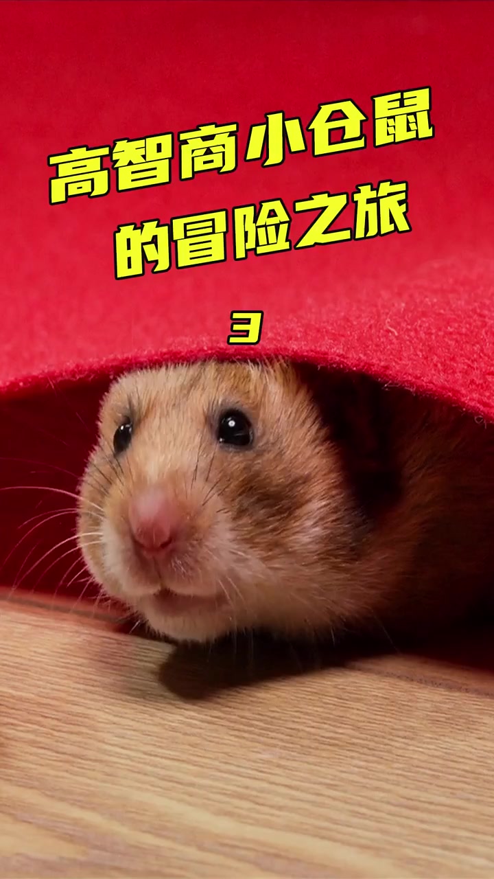 一只高智商小仓鼠的冒险之旅 仓鼠 影视合集激励计划