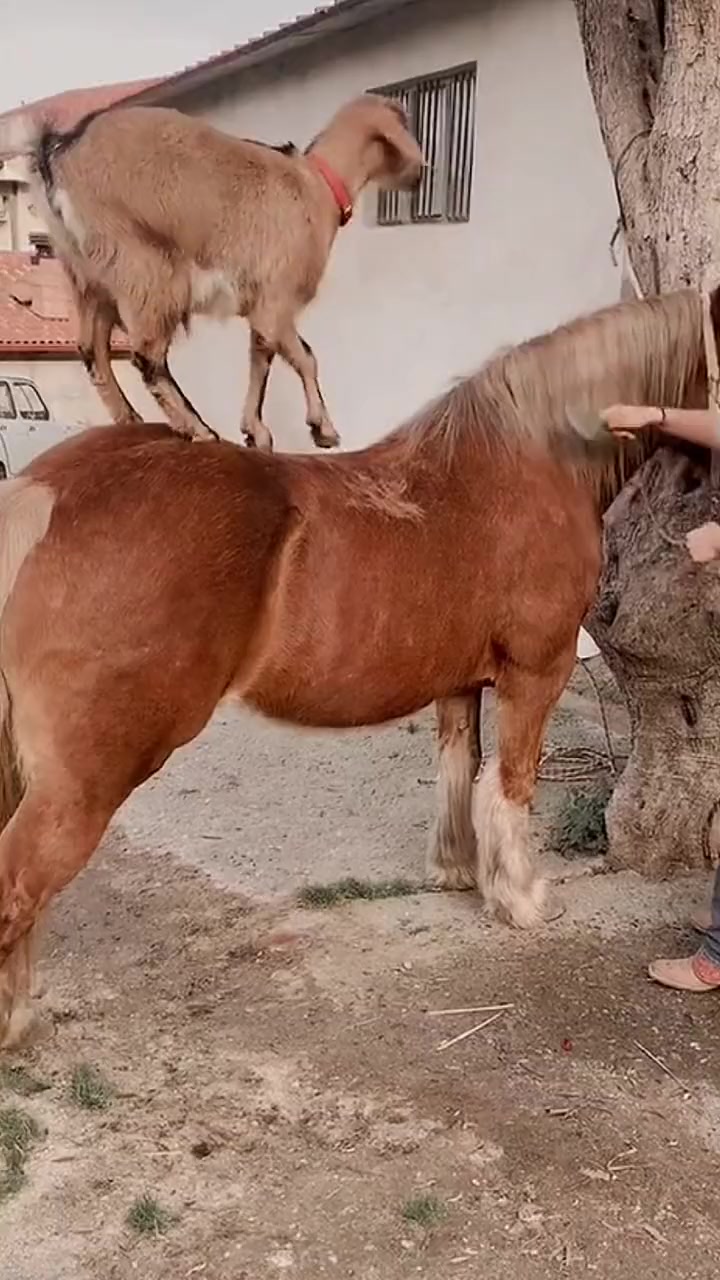羊骑马,还挺麻溜