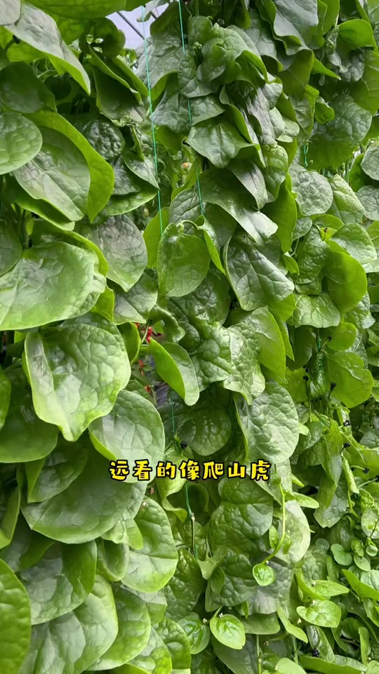 它叫大叶木耳菜它的叶片肥厚鲜嫩-度小视