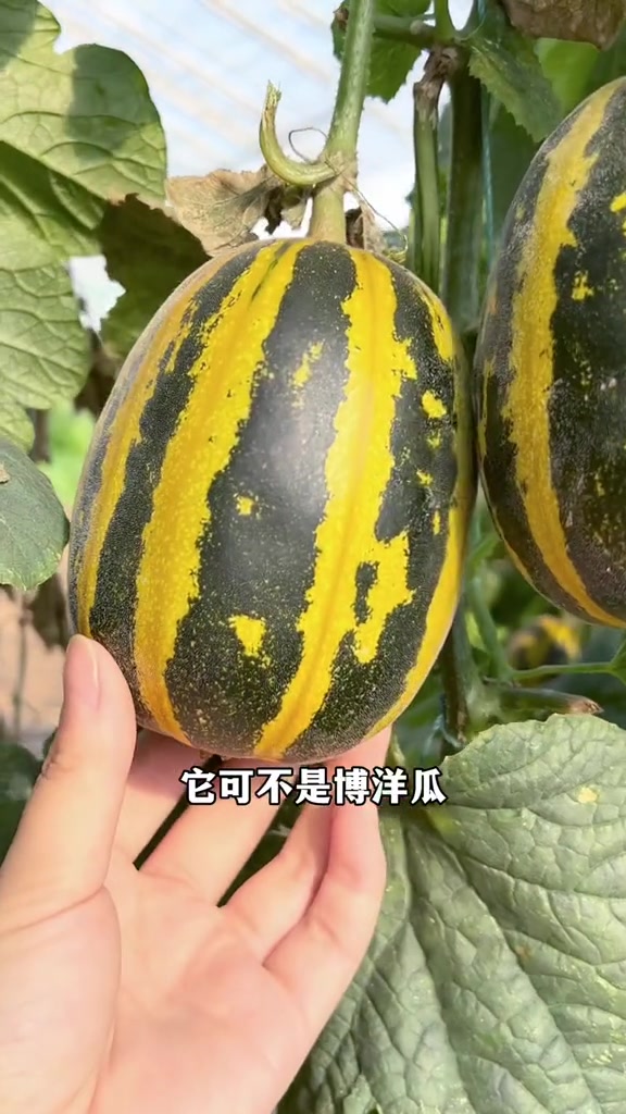 有风香十里无风十里香冰糖子甜瓜-度小视
