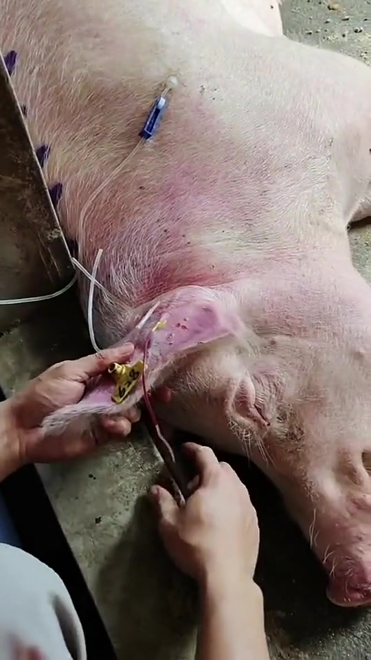 猪静脉输液方法,蓝耳病