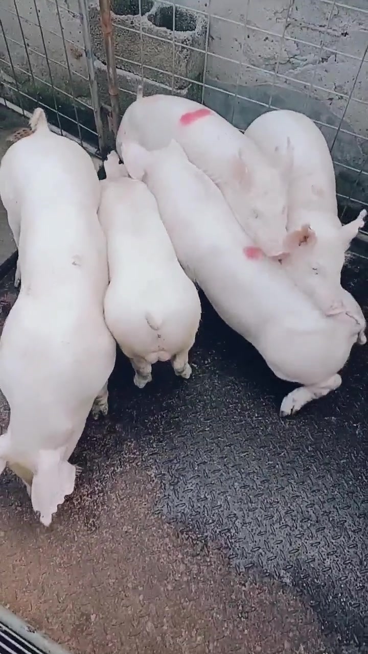 英系大约克种公猪 新美系大约克种公猪