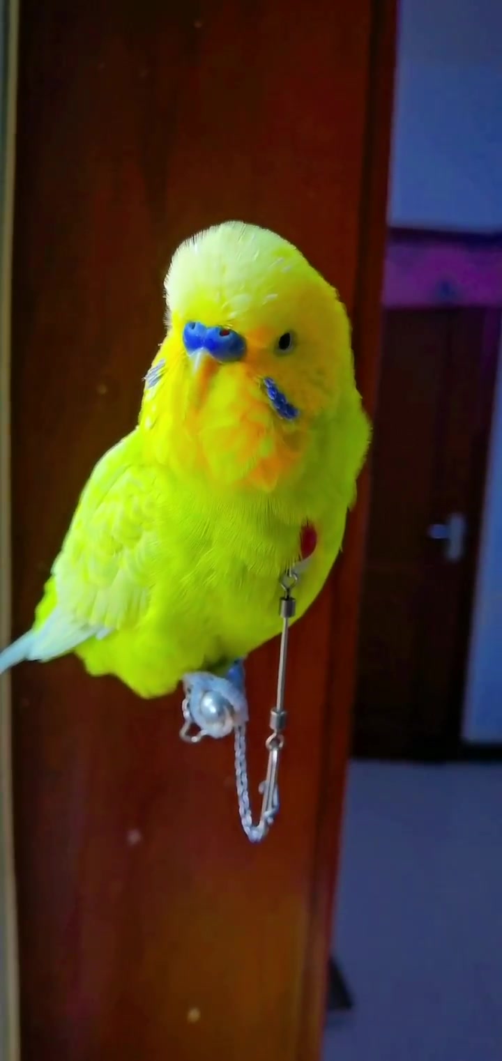 虎皮鹦鹉 小鸟说话 宠物鸟,喜欢养鸟训鸟双击关注
