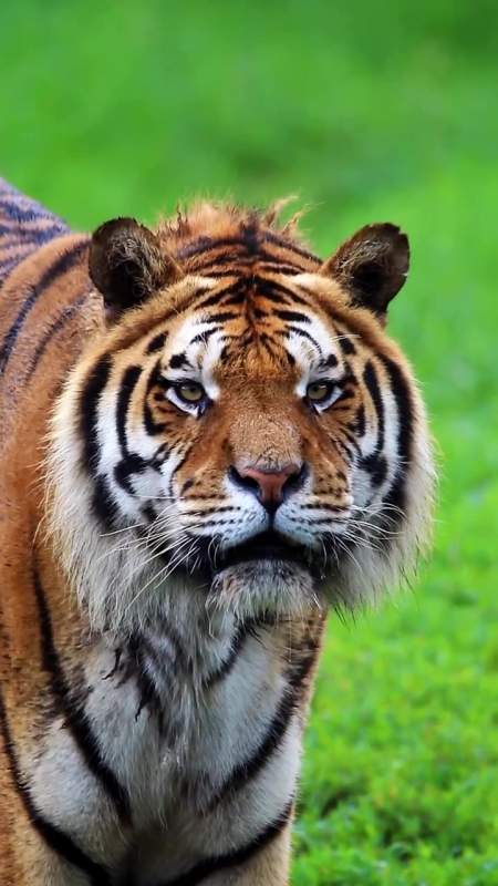 东北虎野生动物摄影长焦摄影老虎