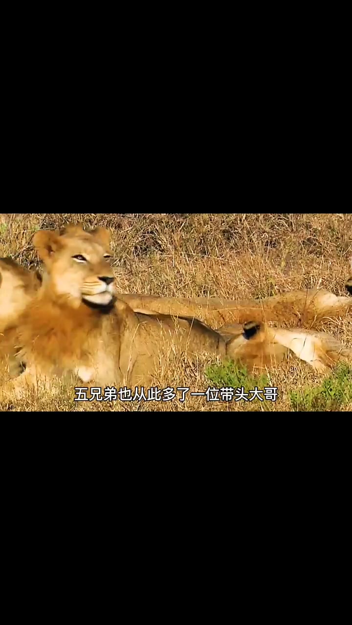 六只雄狮的成王之路,坏男孩联盟——狮王之路 狮子 动物-度小视