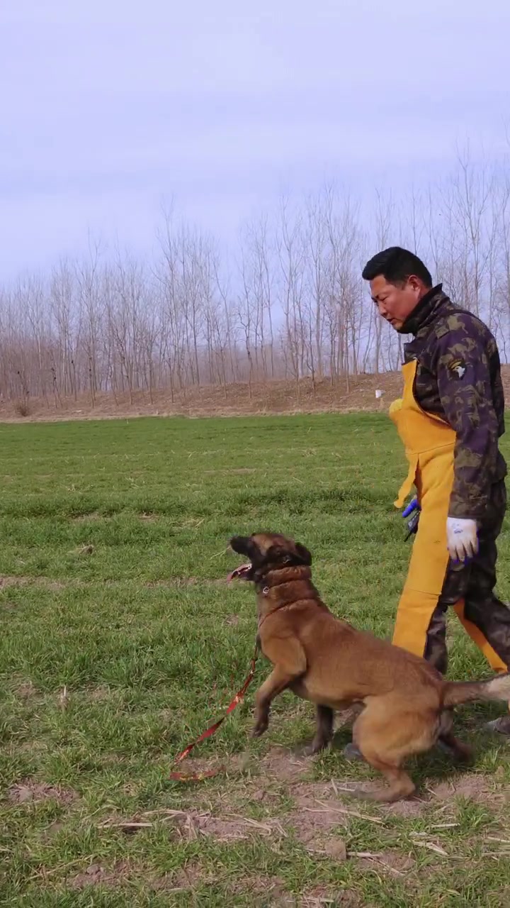 训犬师培训学校，开启宠物训导新旅程