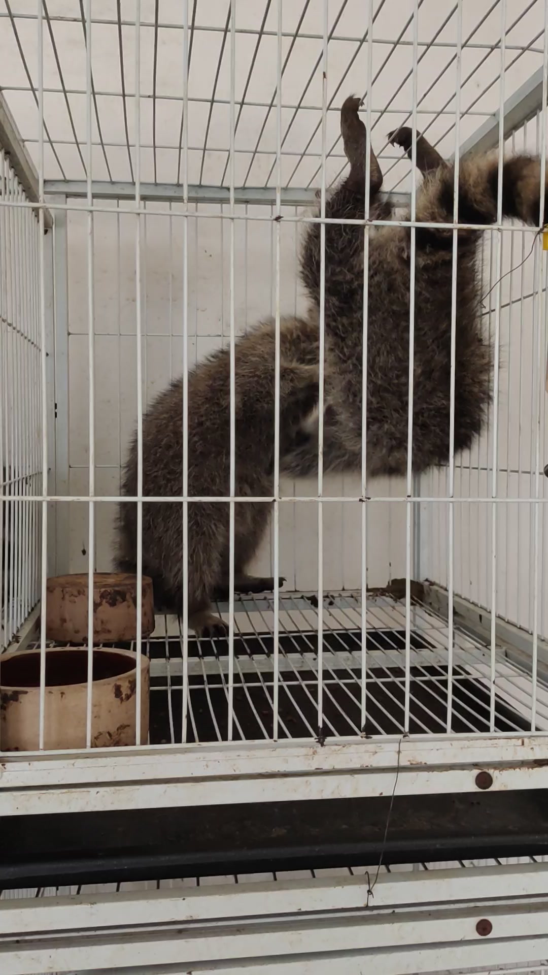 温顺听话北美浣熊 景区萌宠园必备观赏动物 浣熊养殖场-度小视