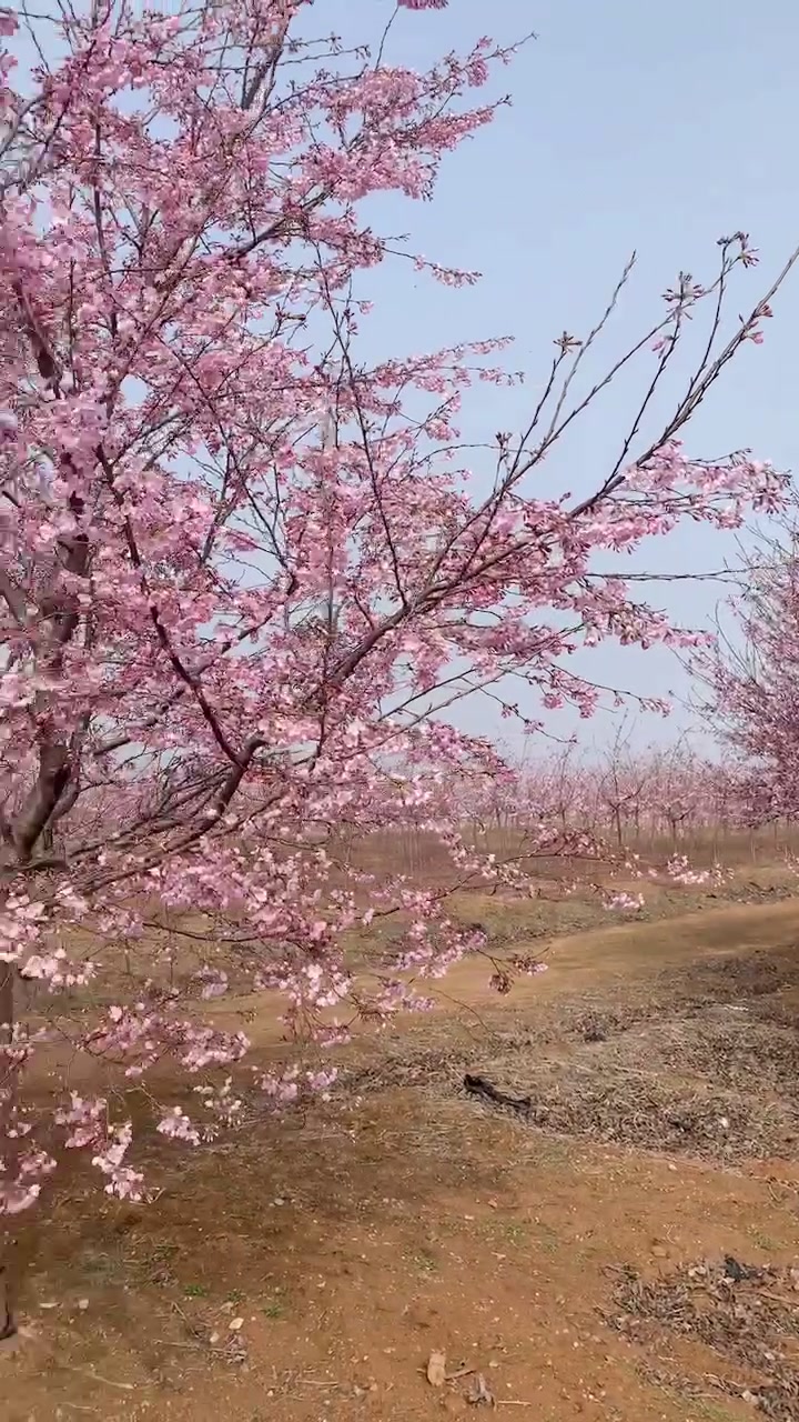 江户彼岸樱,随手一拍都是美景