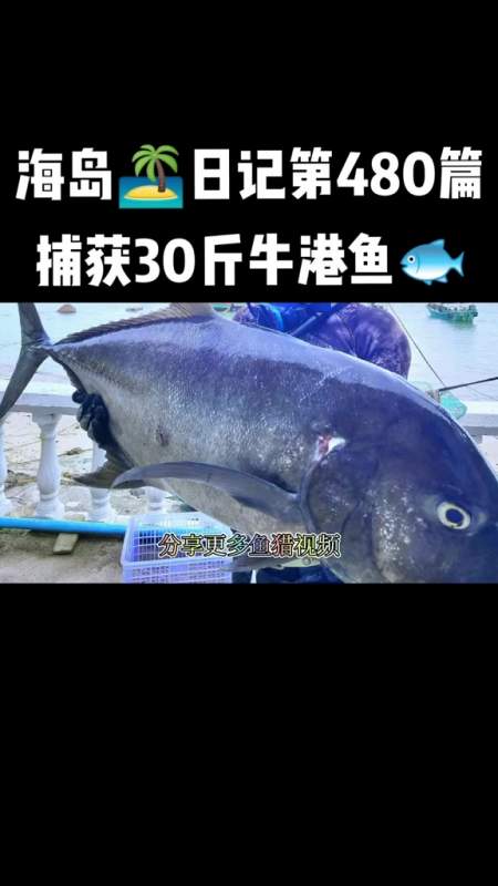 自由潜渔猎 捕获一条30斤 牛港鱼 也叫作gt-度小视