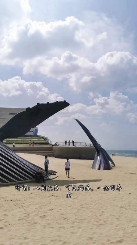 仙境贾导一鲸落万物生金沙滩落鲸有空要来看