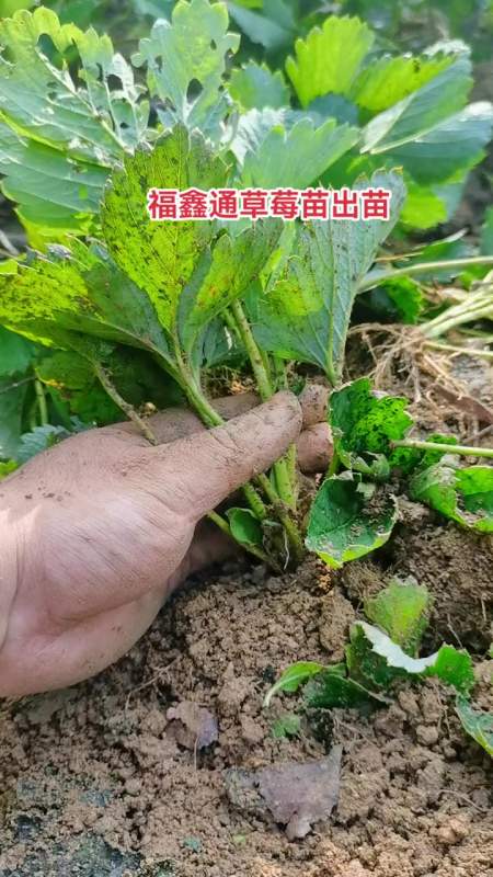 妙香草莓苗 草莓苗 现场实拍 草莓苗根系植株健壮,出苗中 种苗培育