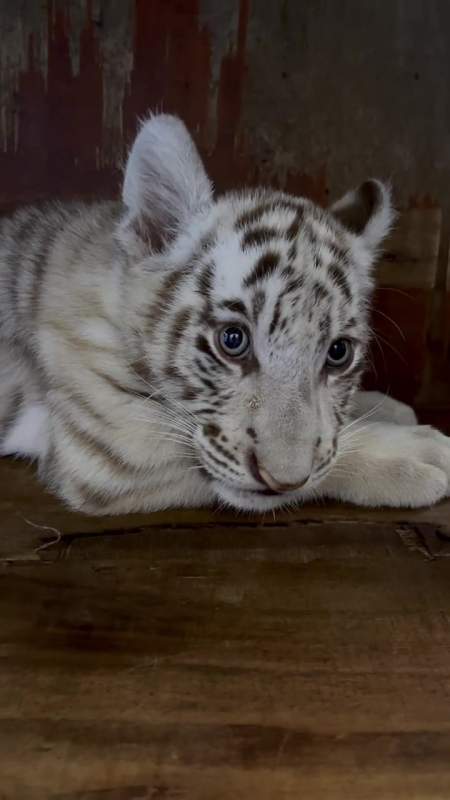 听听两个多月小虎崽的低吼声-度小视