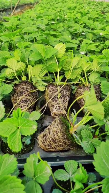 妙香草莓苗 章姬草莓苗 穴盘草莓苗种植育苗移栽 草莓苗育苗基地-度小