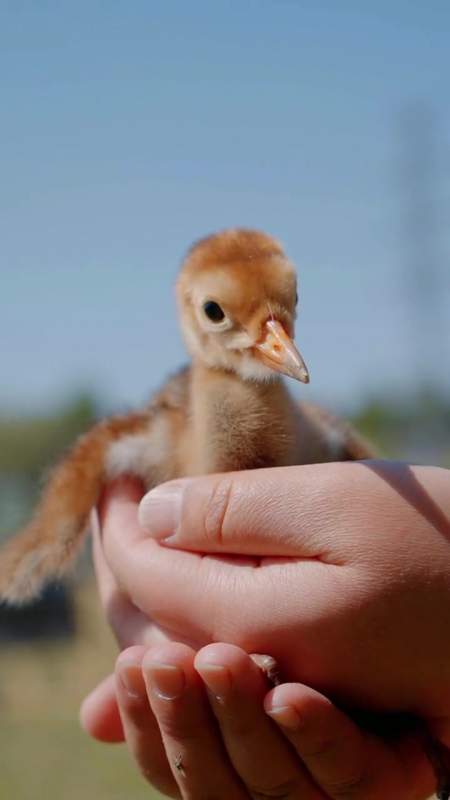 畅赏黑龙江 可爱的丹顶鹤宝宝你见过嘛,来齐齐哈尔赏鹤吧 黑龙江生态