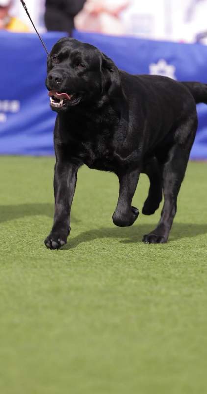 带来今日份的冠军犬拉布拉多-度小视