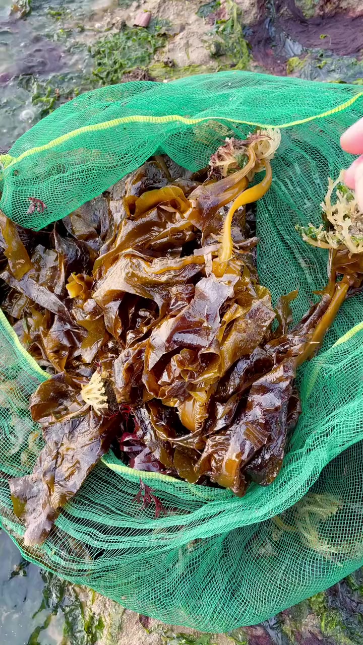 纯野生裙带菜,一会功夫弄了三十多斤,有喜欢吃的快来弄吧-度小视