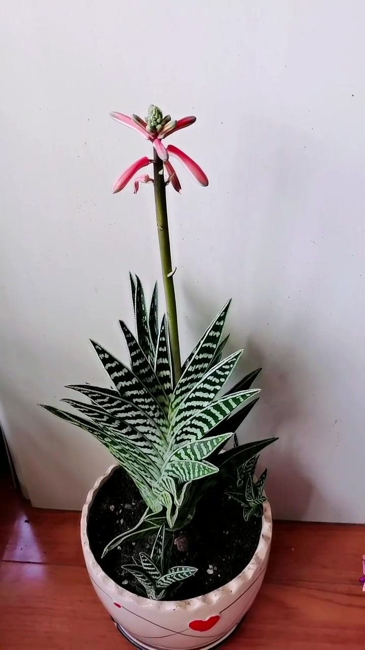 分享家庭养花小知识 翠花掌芦荟 一千零一夜-度小视