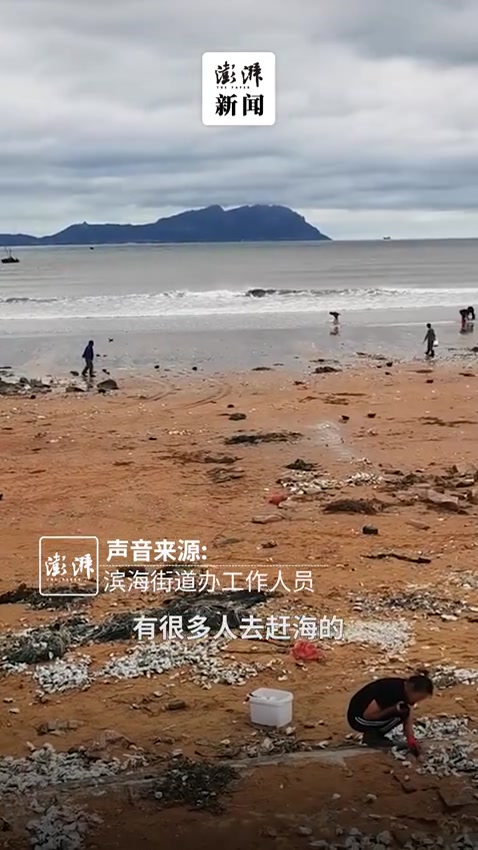 退潮后青岛一公园海滩现大量海鲜有市民开来三轮车装海货