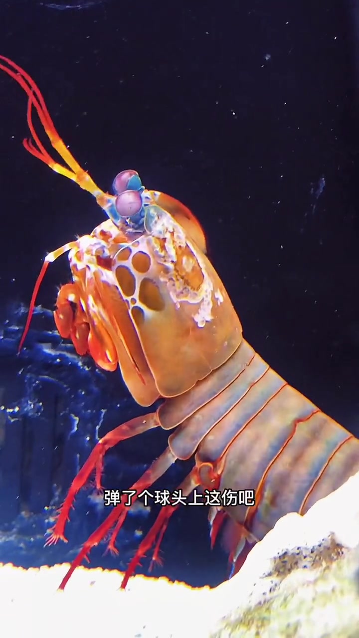 雀尾螳螂虾小七歌啥药我不告诉你们-度小视