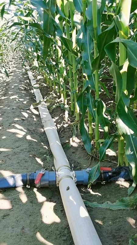 农业滴灌 高产玉米品种 三农 滴灌玉米冲施几遍肥好-度小视