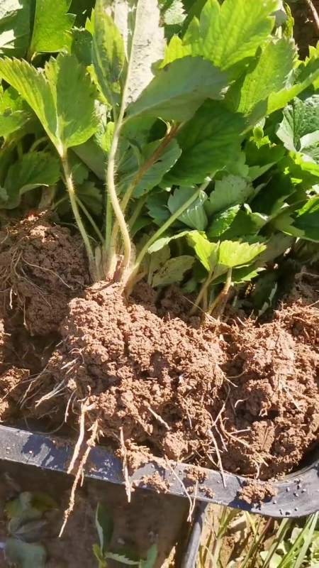 章姬草莓苗 种苗培育 妙香草莓苗 了解种植技术点红心关注 现场实拍