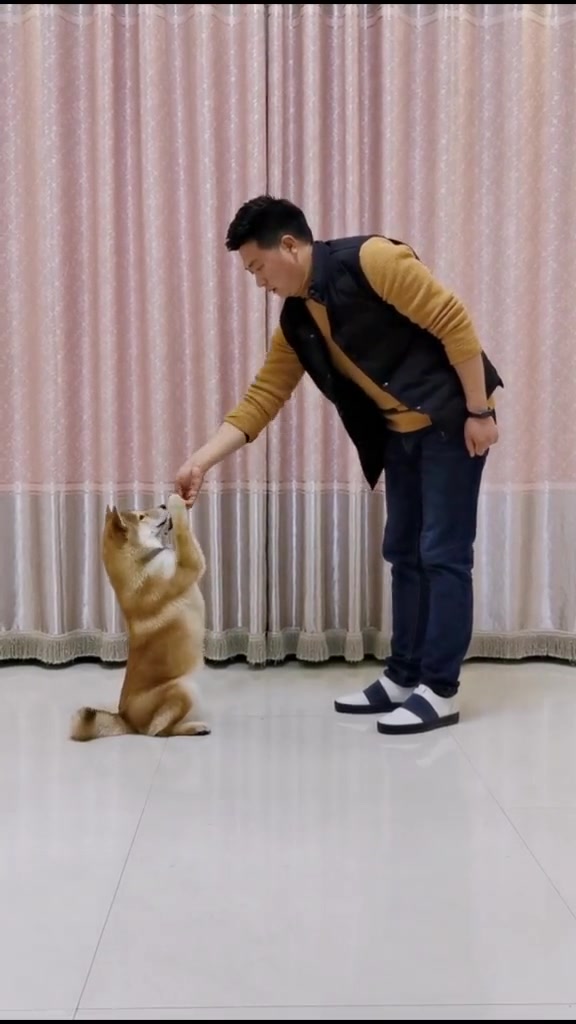 应大家要求单独发一期教宠物狗狗坐立的教程!-度小视