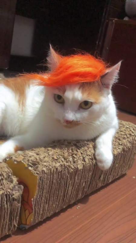 变声非主流届扛把子冷少瞧这小眼神-度小视