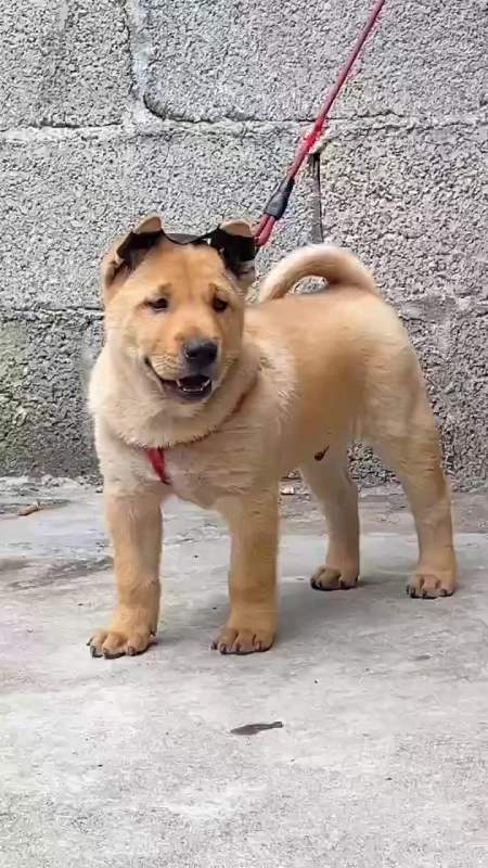 极品大体黄公,超大虎头四方短嘴,花舌头,体型结实粗壮-度小视