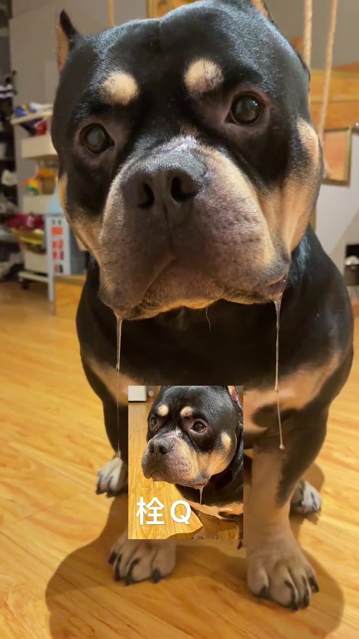 要饭小狗一枚呀傻狗的日常恶霸犬刀疤-度小视