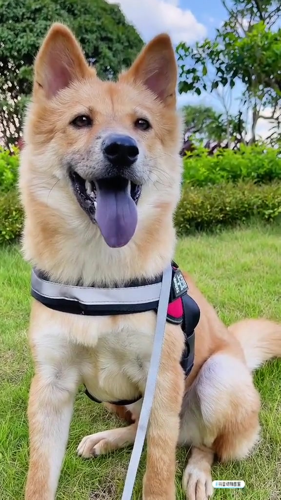 西瓜从笑着笑着长大了动物图鉴中华田园犬土松狗-度小视