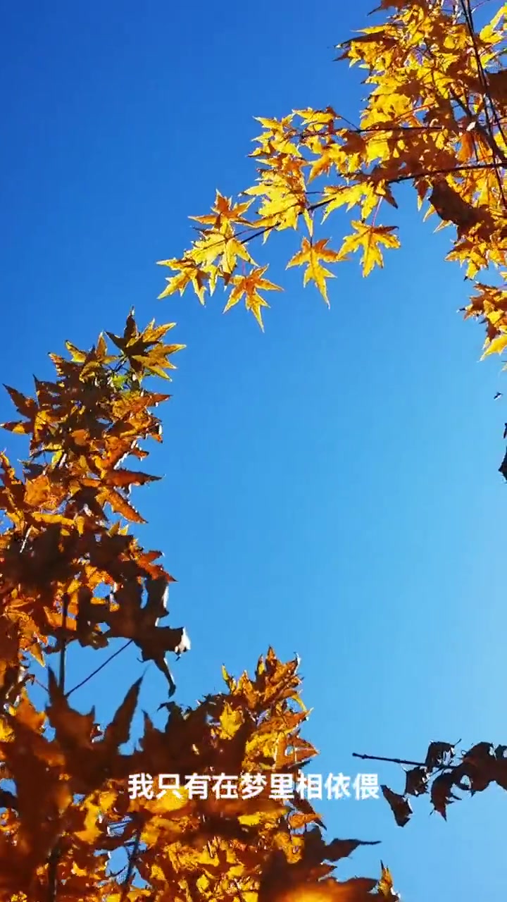 片片枫叶情 希望秋天的风可以带走夏天的烦恼 余生很贵努力活成自己