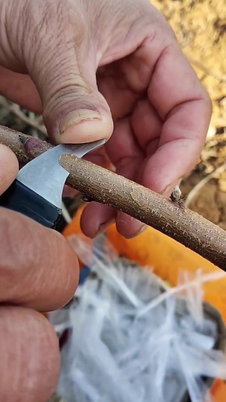 农业种植技术 嫁接技术 草莓种植 家庭种植 蓝莓苗