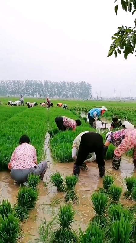 真实乡村生活,农忙时节邻居相互帮忙插秧场景,农村生活-度小视