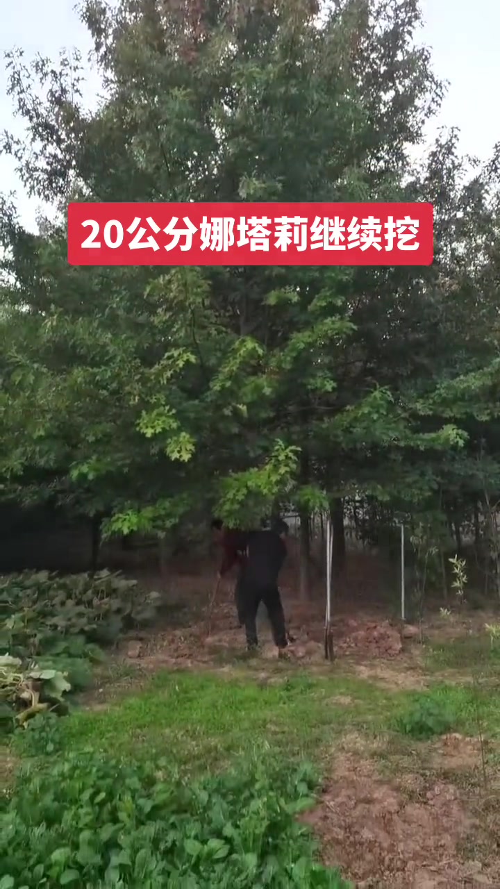 诚信苗木人 娜塔莉 大量供应绿化苗木供应