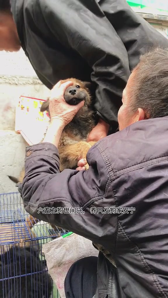 民间相狗经,一黄二黑三花四白-度小视