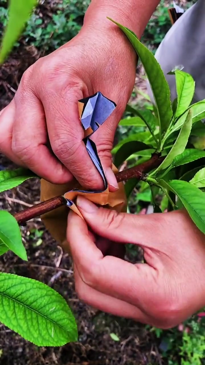嫁接技术 农业种植技术 果树嫁接套袋小技巧 家庭种植 草莓种植