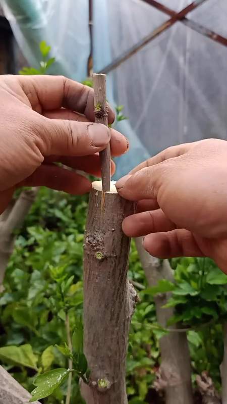 插皮接适合大树顶头嫁接果树和花树,您看懂了吗?嫁接技术-度小视