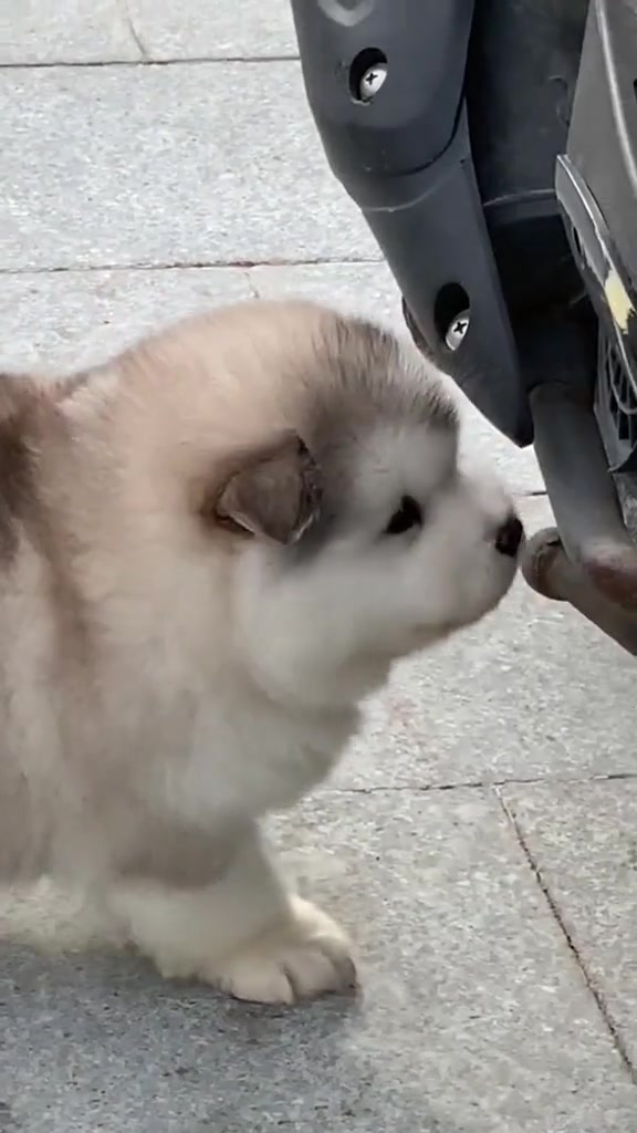 阿拉斯加小短腿的生活很美好!-度小视