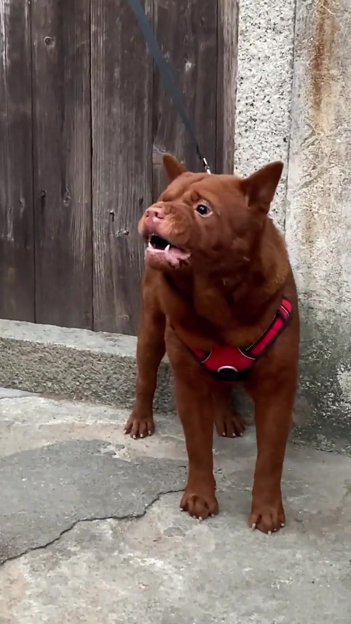 五红犬看家护院霸气十足气质这一块拿捏死死的