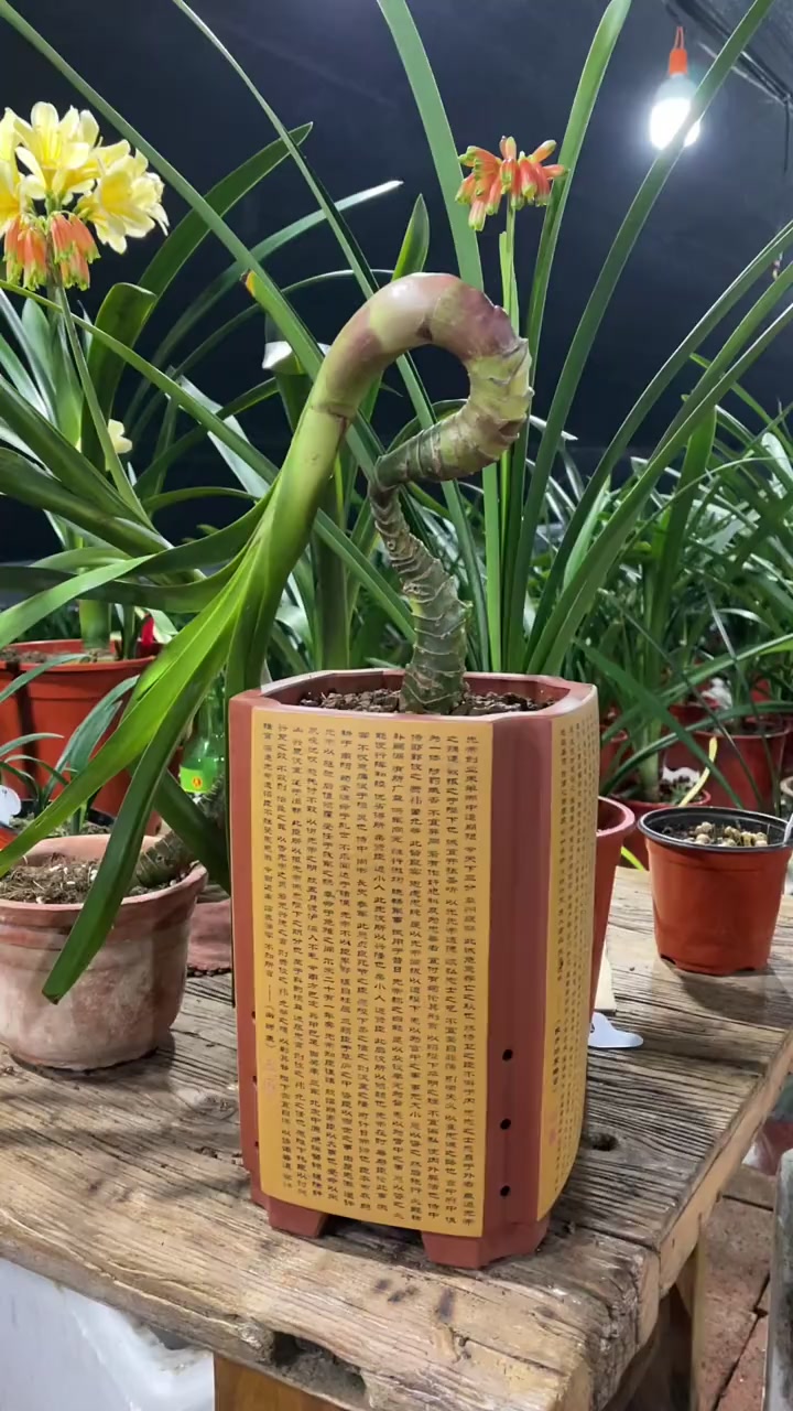 纯野生南非有茎君子兰,有茎君子兰