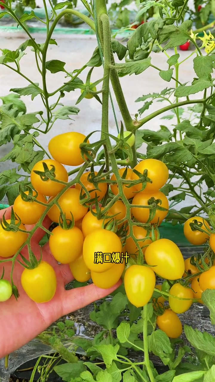 黄瀑布小番茄,农业种植技术,三农,新农人计划-度小视