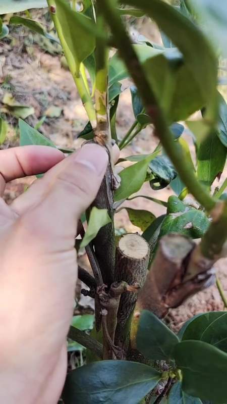 创作灵感,嫁接技术,八角嫁接苗-度小视