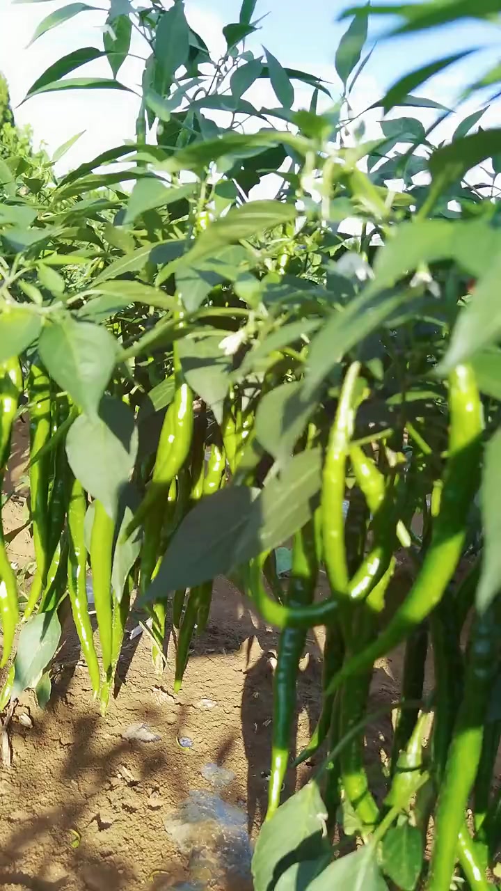 辣椒种植控制成熟时间用肥很关键,农业,农业种植,三农